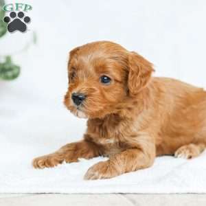 Marc, Cavapoo Puppy